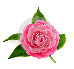 Pink Camellia flower