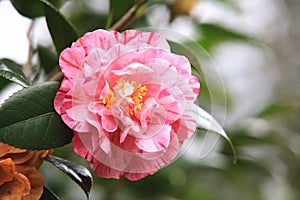 Pink Camellia flower with raindrop