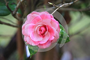 Pink Camellia flower with raindrop