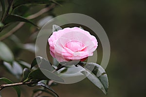 Pink Camellia flower with raindrop