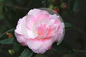 Pink Camellia flower with raindrop closeup