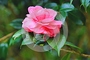 Pink Camellia flower with raindrops