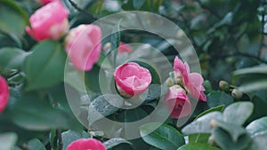 Pink Camellia In Flower. Spring Flowering Hybrid Pink Camellia Shrub. Camellia Japonica.