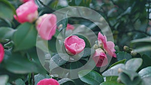 Pink Camellia In Flower. Spring Flowering Hybrid Pink Camellia Shrub. Camellia Japonica.