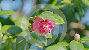 Pink Camellia In Flower. Spring Flowering Hybrid Pink Camellia Shrub. Camellia Japonica. Bokeh.