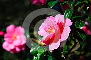 Pink camellia flower