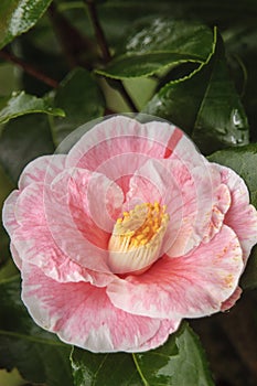 Pink Camellia