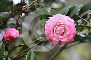 Pink Camellia flowers