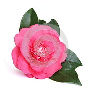 Pink camellia flowers