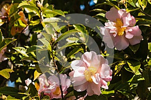 Pink camellia flowers in bloom