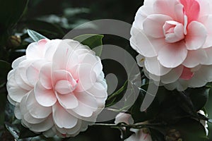 Pink Camellia flowers blooming in the garden