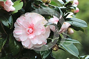 Pink Camellia flowers blooming in the garden