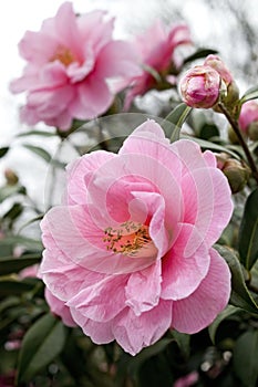 Pink camellia flowers and bud on shrub, species disambiguation