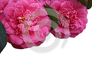 Pink Camellia flowers, isolated, close-up photo.