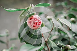 Pink Camellia flowers  Japonica Camelia in bloom on a lush green bush, close-up