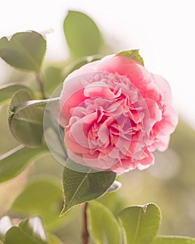 Pink Camellia flowers  Japonica Camelia in bloom on a lush green bush, close-up