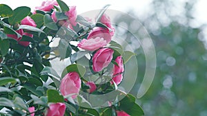 Pink Camellia With Foliage. Spring Roses. Blooming Double Pink Camelia Flowers.