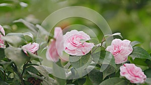 Pink Camellia Japonica. April Dawn Blush. Pink Camellia In Full Bloom On Tree. Camellia Flowers In Garden.