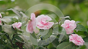 Pink Camellia Japonica. April Dawn Blush. Species Of Camellia. Rose Form Flower In Garden Bloom Under Sun.