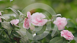 Pink Camellia Japonica. April Dawn Blush. Species Of Camellia. Rose Form Flower In Garden Bloom Under Sun.