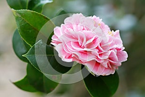 Pink Camellia japonica L. flower