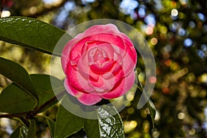 Pink Camellia japonica 'Pink Perfection' rose flower