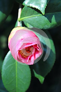 Pink camellia not open