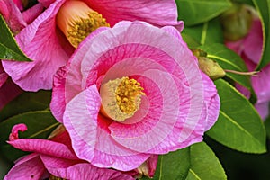 Pink Camellia Reticulata Blooming Macro photo