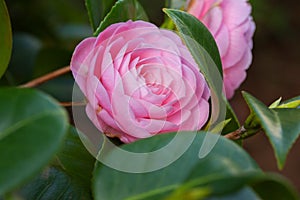 Pink Camellia sasanqua flower with green leaves