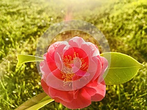 A pink camellia in back light. photo