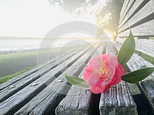 A pink camellia on the wooden bench.