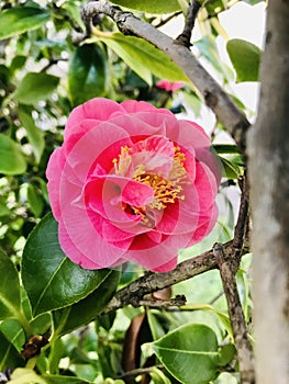 A pink camellia growing on the side of the tree