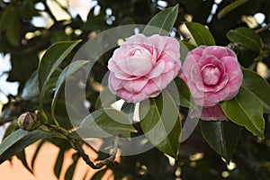 Pink camellias