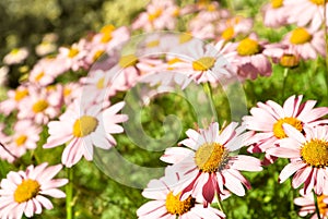 Pink camomiles