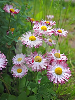 Pink camomiles in a garden