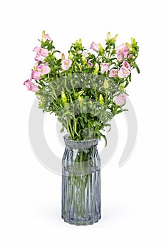 Pink campanula champion in glass vase