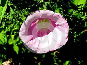 Pink campanulate flower on green leaves background closeup