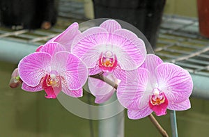 Pink candy striped Moth Orchid Phalaenopsis