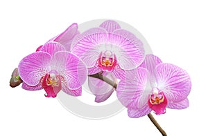 Pink candy striped Moth Orchid Phalaenopsis With no Background