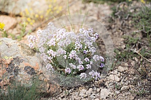 Pink candytuft, iberis wild plant from Cappadocia, Turkey