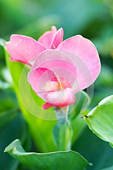 Pink Canna flower Canna indica in the garden with blurred back