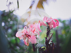 Pink Canna flowers in a flower garden after raining with a natural green background