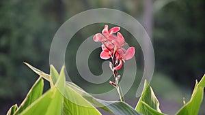 Pink Canna lilly at river bank on Blur Nature Background, Nature Video