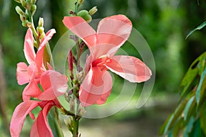 Pink canna lily flower under the shade of a tree in strong sunlight
