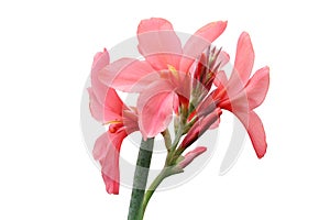 Pink canna lily flowers isolated on white