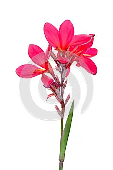 Pink canna lily flowers on white background. Clipping path