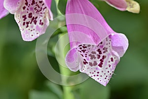 Pink Canterbury bells