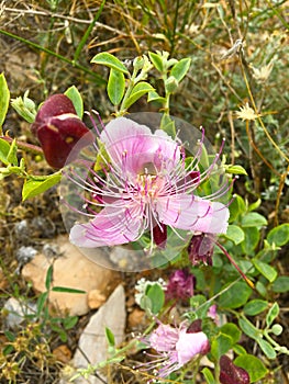 Pink caper flowers (Capparis spinosa - seeker's rose)