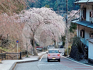 A pink car driving on a curvy country road under a flourishing cherry blossom tree Sakura in Minobu, Yamanashi, Japan