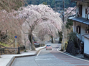 A pink car driving on a curvy country road under a flourishing cherry blossom tree  Sakura  in Minobu, Yamanashi, Japan